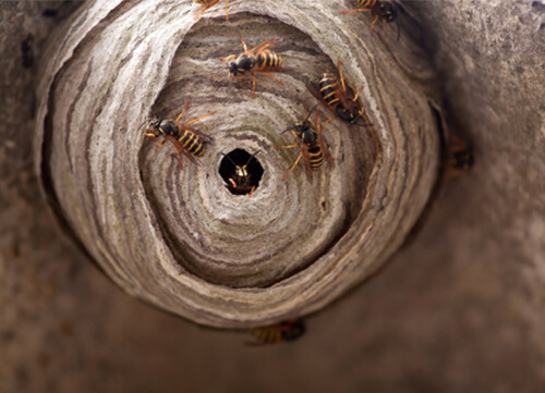 スズメバチの巣からハチが出入りする様子