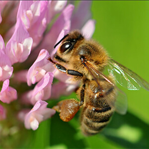 ミツバチが花にとまる様子