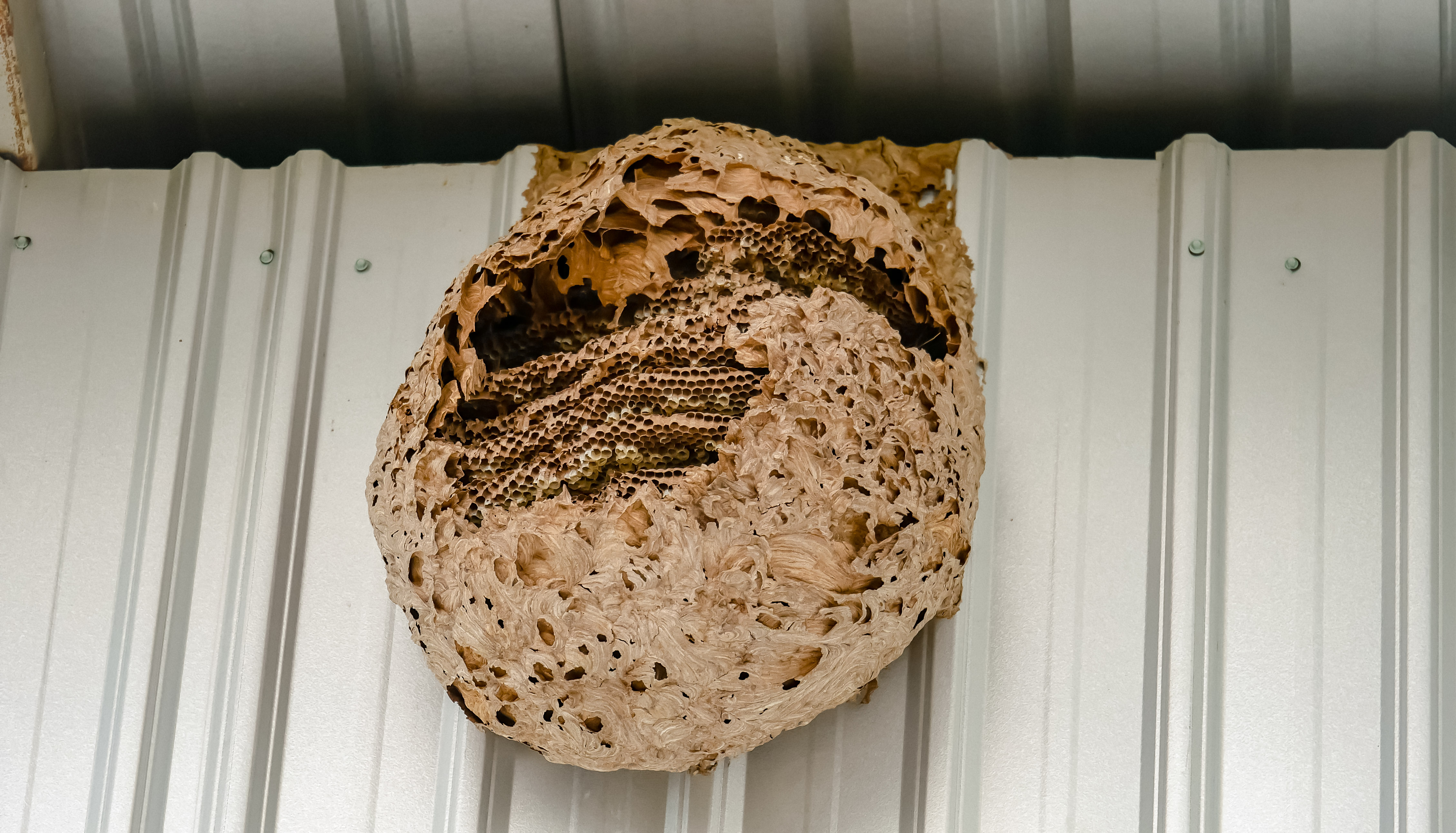 蜂駆除 蜂の巣予防はスプレーがおすすめ 蜂駆除スプレーの使い方と注意点 株式会社ミナト 害獣 害虫駆除