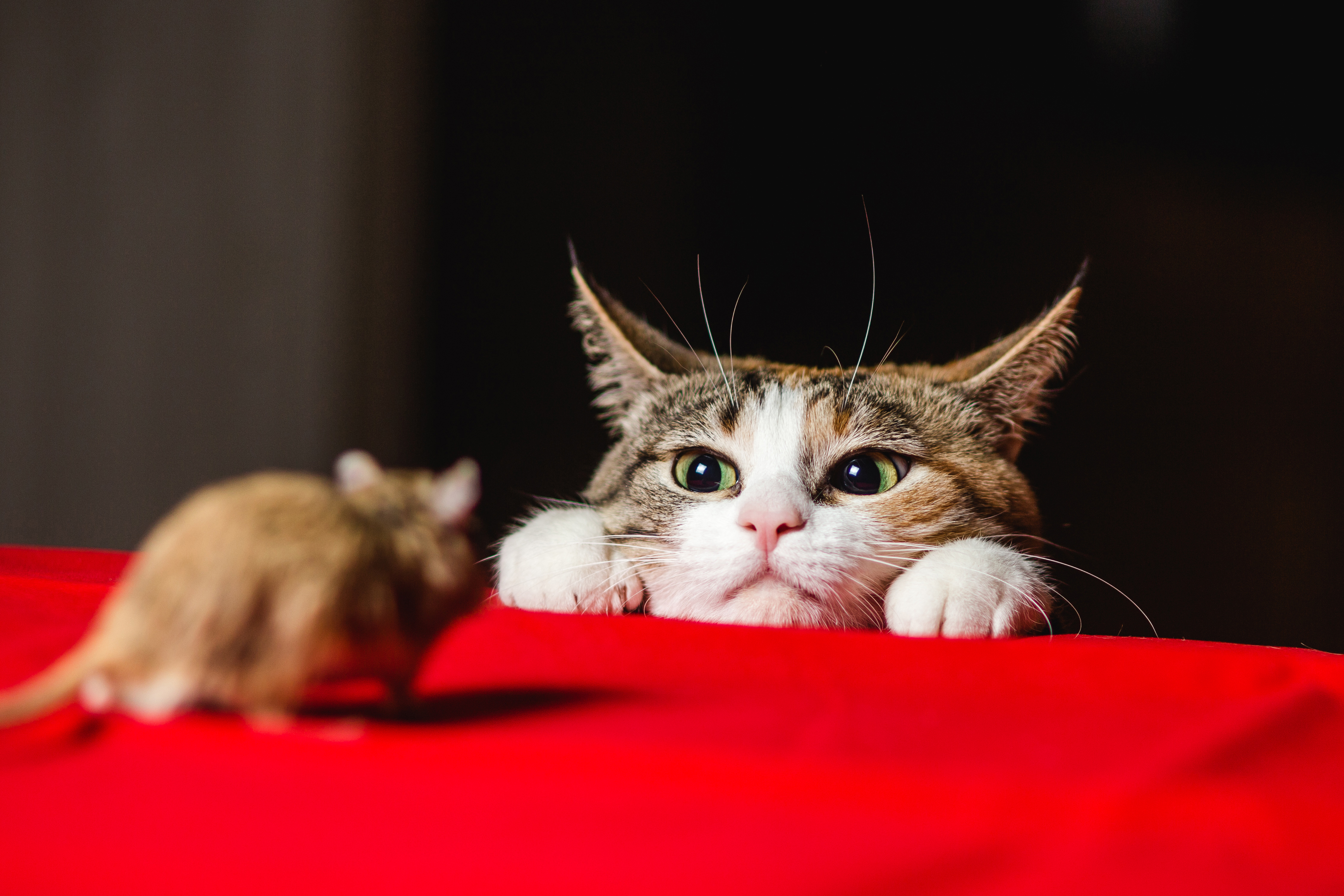 ネズミ駆除で1番効果があるのは猫を飼うことってホント 猫はネズミを食べるのか 株式会社ミナト 害獣 害虫駆除