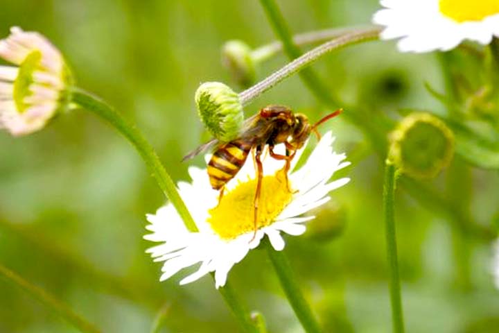 花にとまっているスズメバチ