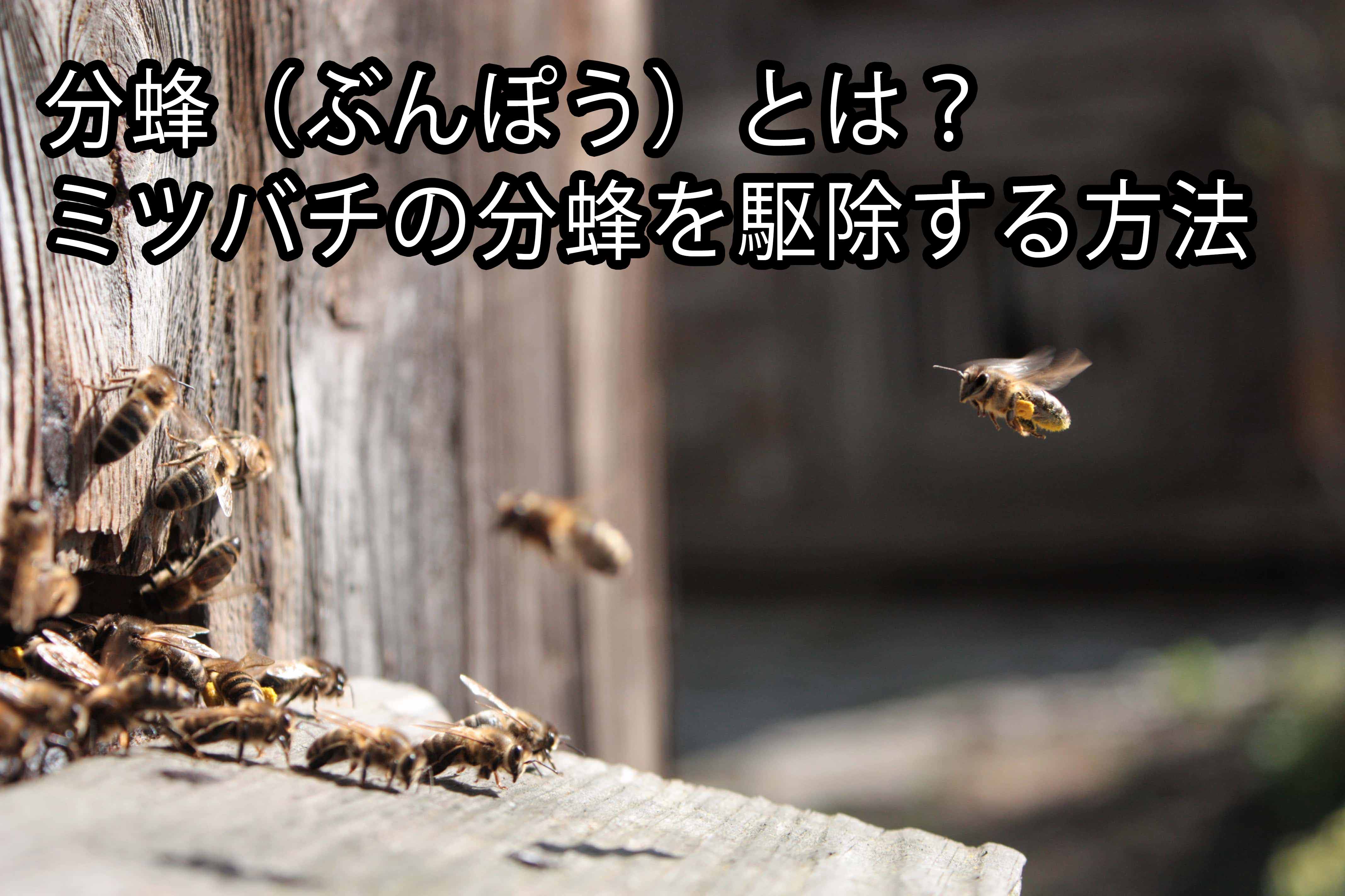 分蜂 ぶんぽう とは ミツバチの分蜂を駆除する方法