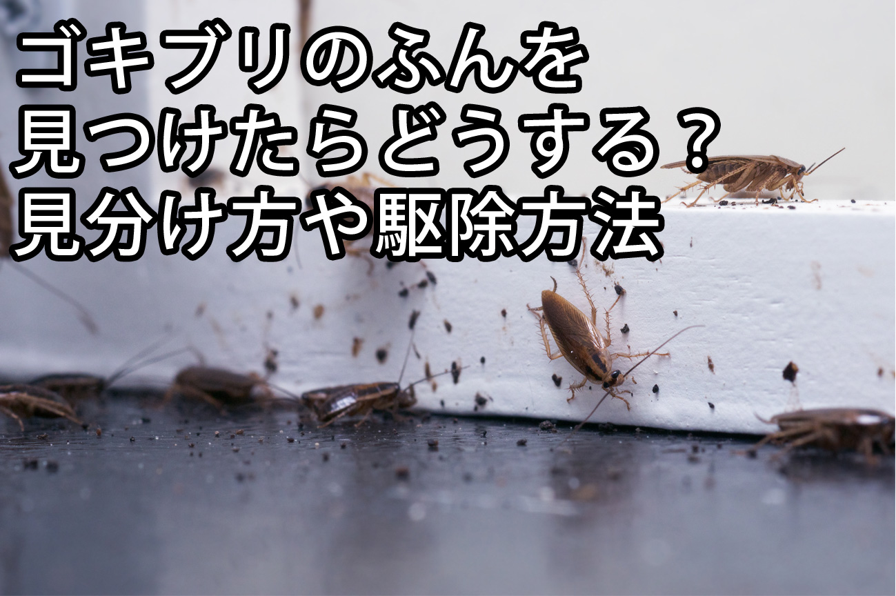 ペットに安心なゴキブリ駆除はある ペットがいても使えるゴキブリ駆除剤とは 株式会社ミナト 害獣 害虫駆除