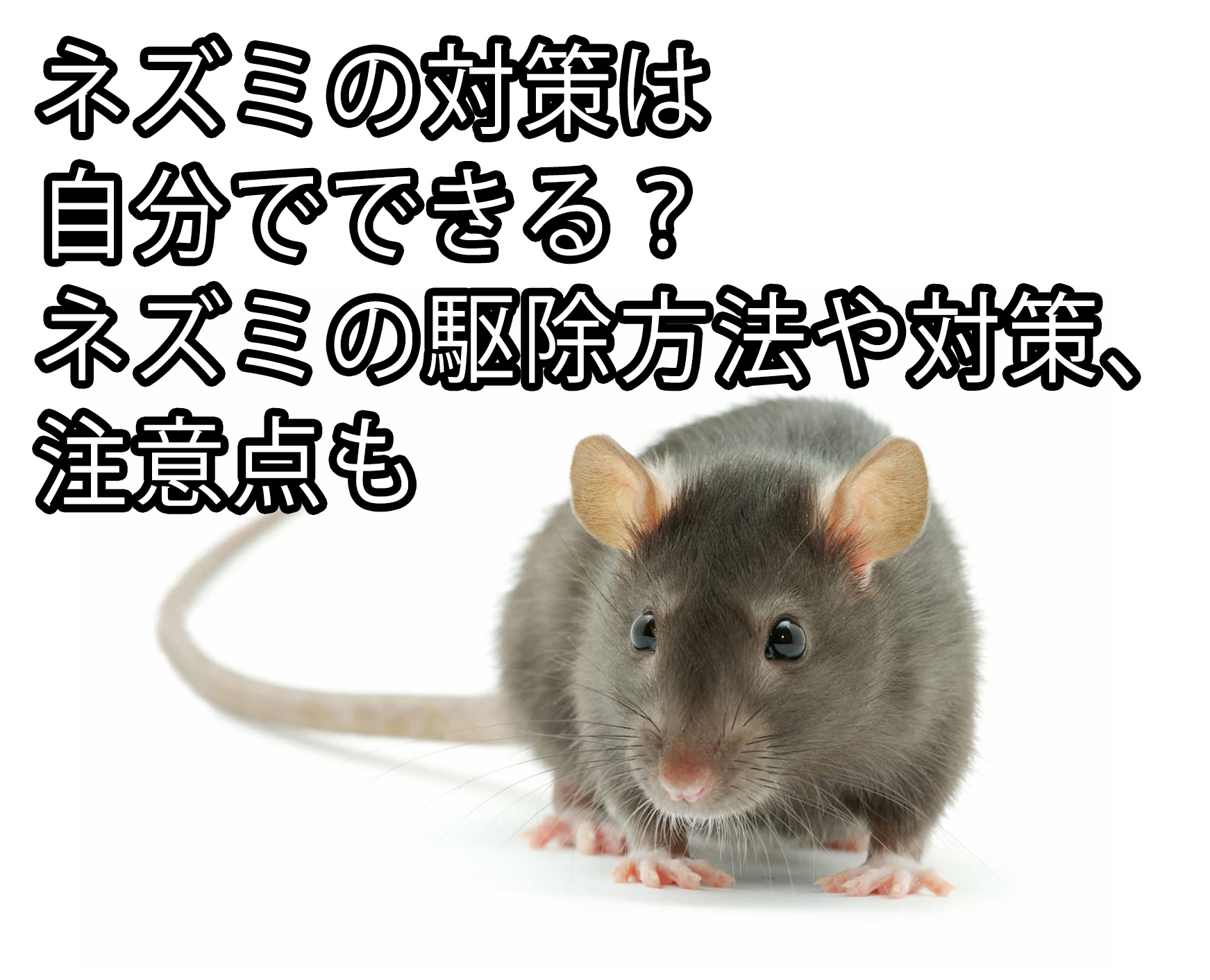 ネズミの対策は自分でできる ネズミの駆除方法や対策 注意点も