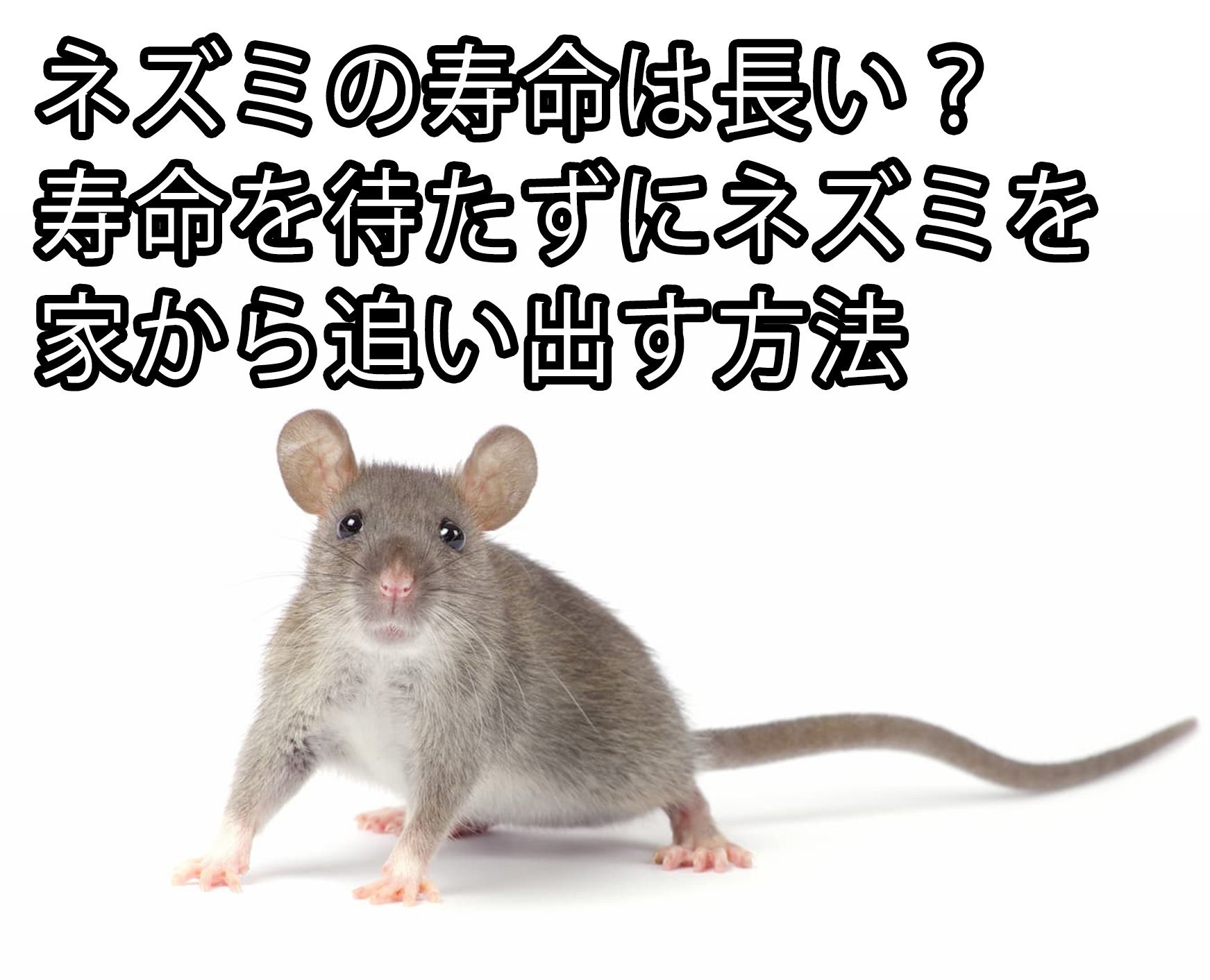 ネズミの寿命は長い 寿命を待たずにネズミを家から追い出す方法 株式会社ミナト 害獣 害虫駆除
