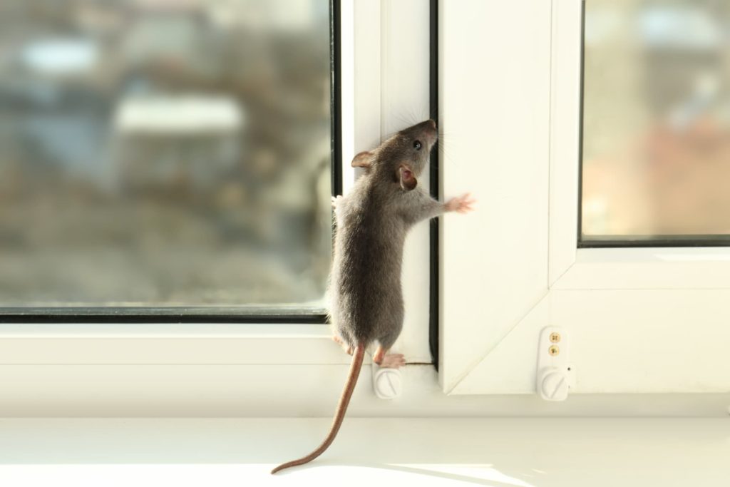 ドアから外に出ようとするネズミ