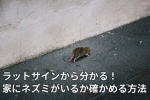 狭い通路を走るネズミ