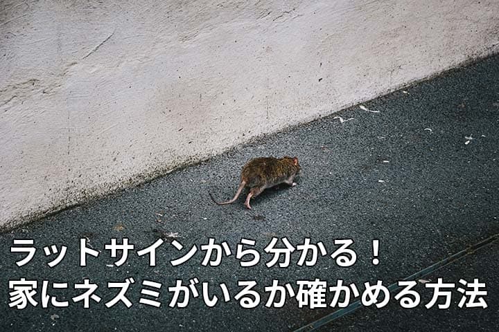 狭い通路を走るネズミ