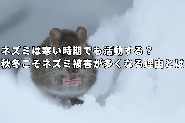 冬ネズミ
