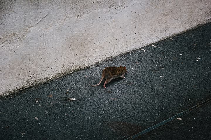 壁際を移動するネズミ