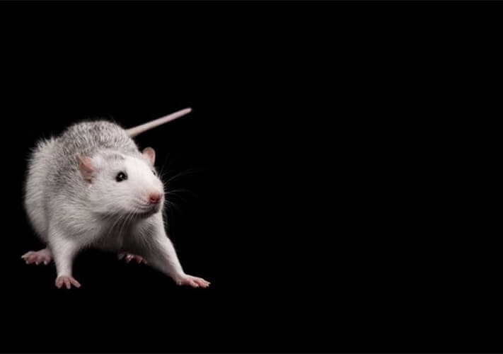 ネズミを撃退しよう 超音波は効果ある 音とネズミの関係性とは