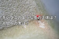 ノミ駆除の方法は 自分でできる方法やノミに刺されない方法も 株式会社ミナト 害獣 害虫駆除