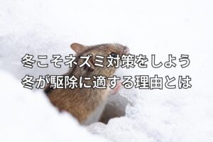 雪の中にいるネズミ