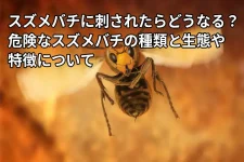 飛んでいるスズメバチ