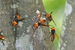 木に群がる複数のスズメバチ