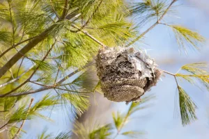木の枝に作られたスズメバチの巣