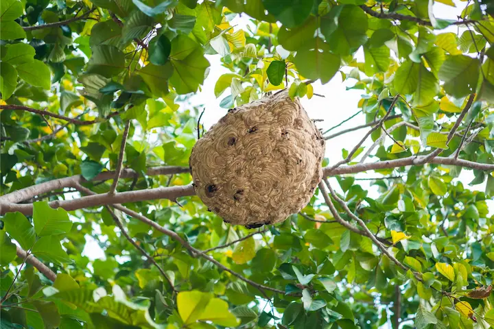 樹にぶら下がっているスズメバチの巣