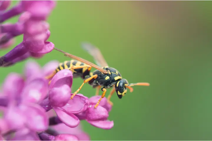 花の上にいるスズメバチ