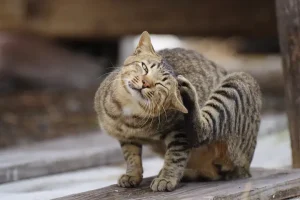 体を掻く猫