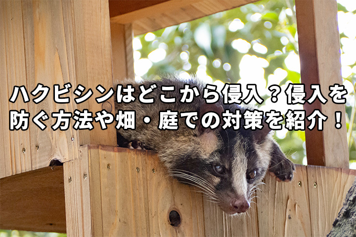 木造によたれかかるハクビシン