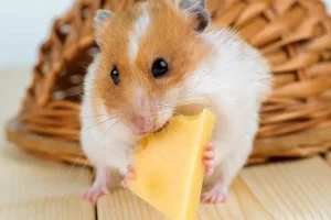 チーズを食べるハムスター
