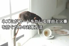 水道蛇口の上を移動するネズミ