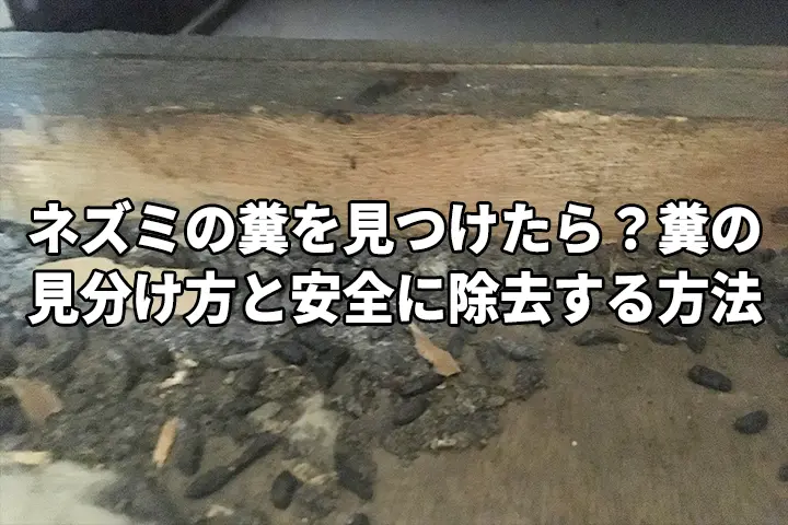 ネズミの糞からどんな病気に感染する可能性がありますか?