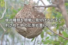 枝木に蜂の巣