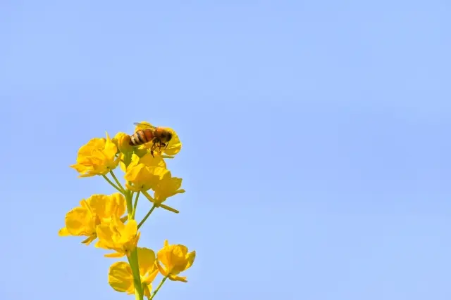 花に留まるハチ