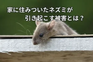 顔を出すネズミの風景