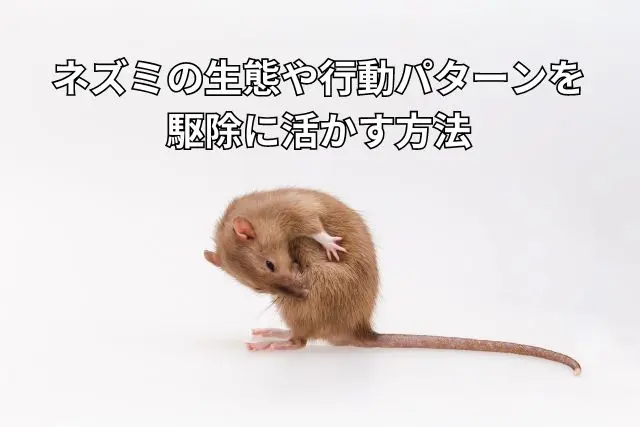 うずくまるネズミ