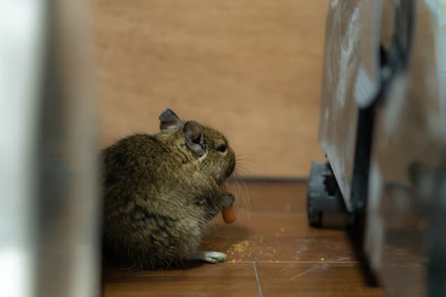 ネズミによる食害