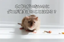 正面を向くネズミ