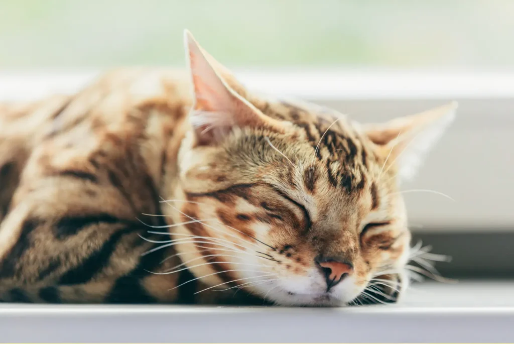 猫の寝顔アップ