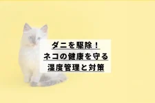 イエローバックに猫