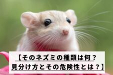 白いネズミ