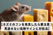 チーズの上に乗るネズミ