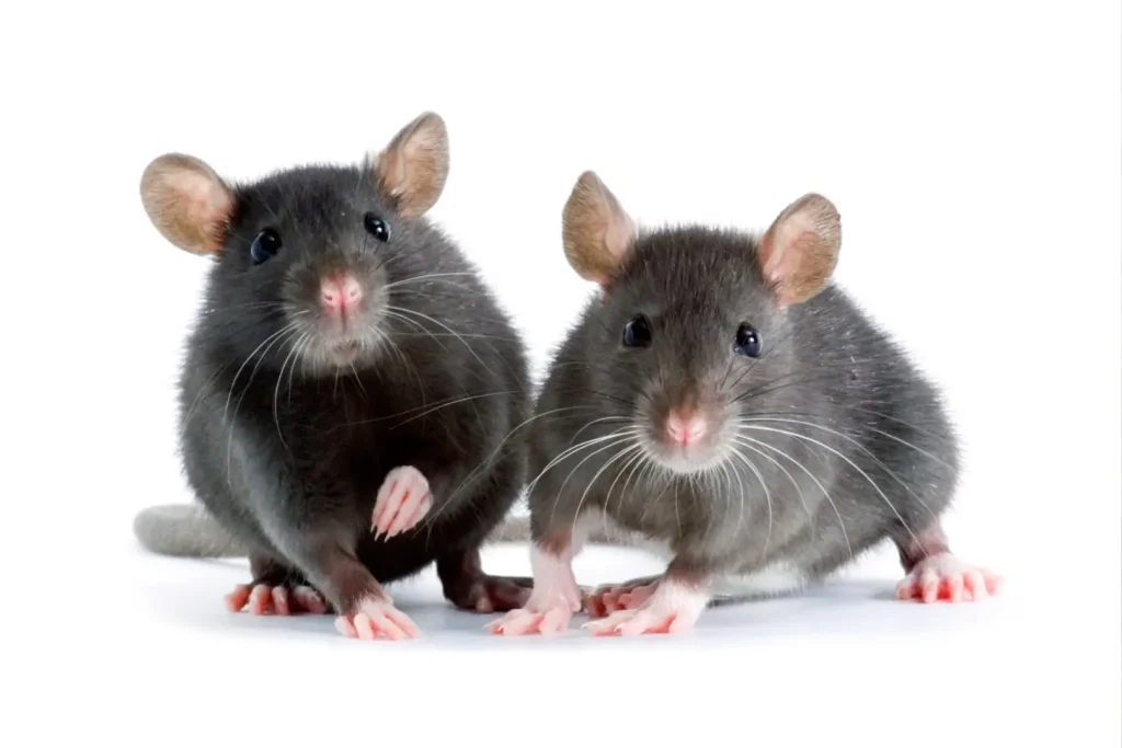 2匹のネズミ