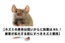 正面を向くネズミ