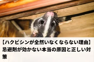 屋根裏から顔を出すハクビシン