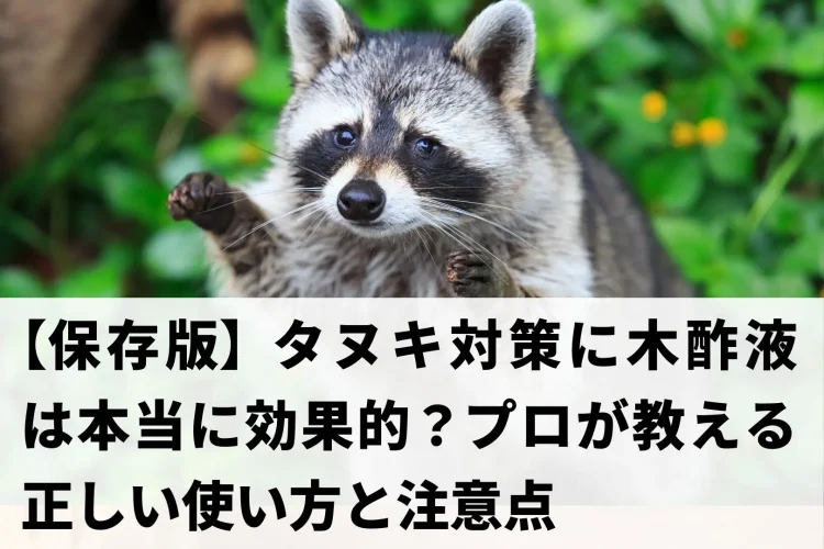 正面を向いているタヌキ