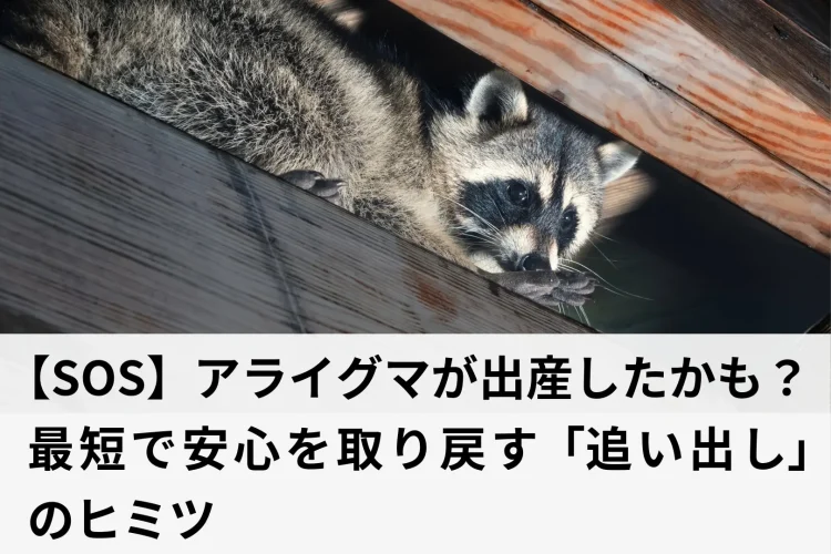 屋根裏の隙間に潜むアライグマ