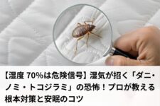 虫眼鏡で拡大したダニ