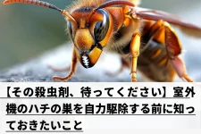 スズメバチ