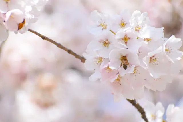 桜のアップ風景