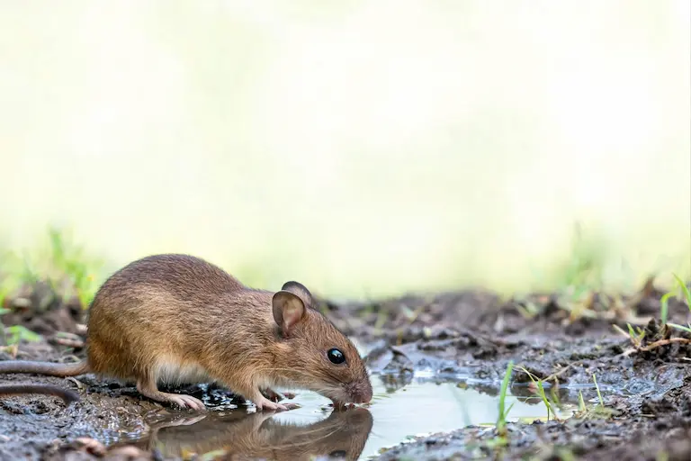 水たまりの水を飲むネズミ