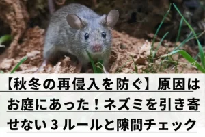 ネズミが正面を向いた姿