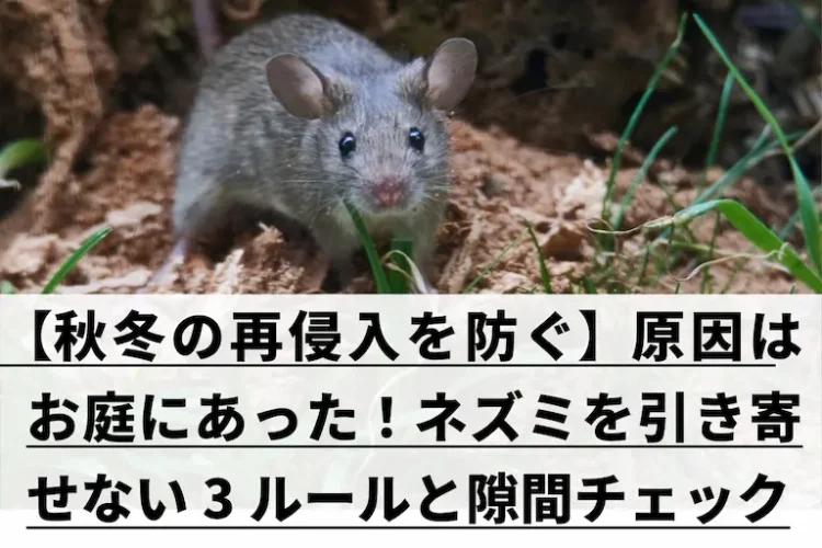 ネズミが正面を向いた姿